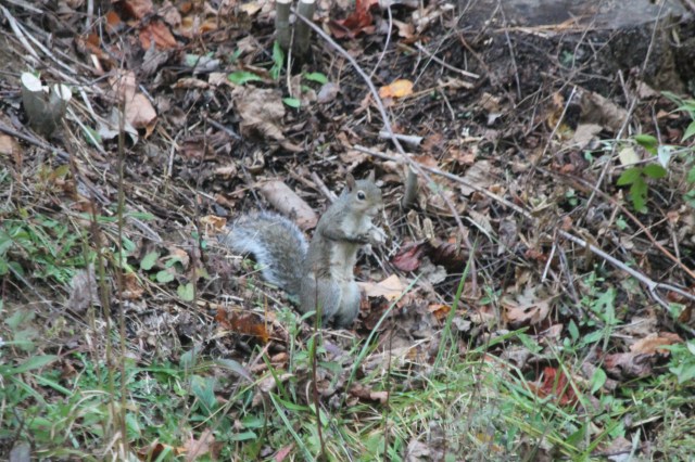 Jackpot!  I found one!