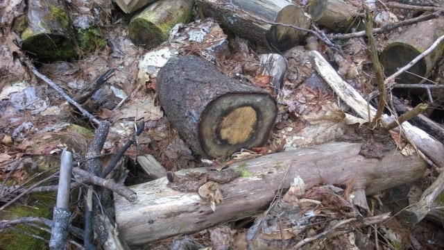 Some lit a fire for warmth that went terribly, terribly wrong. . . .