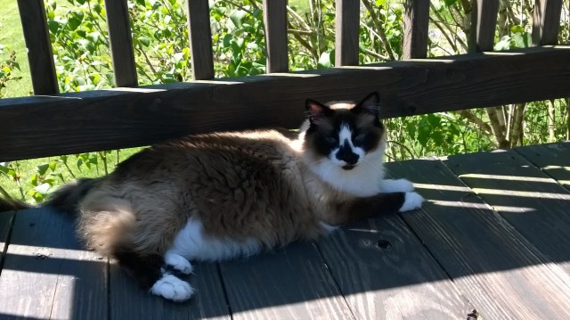 One day, those happy little birds are going to get it!