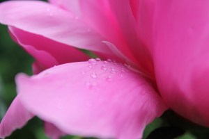 Because who can resist water droplet pictures.  I didn't even have to use a spray bottle, water just falls from the sky!