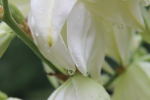 Have I mentioned it's impossible to resist the pull of water droplets?