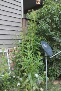 Okay, desert denizens, this is what happens when you water weeds.