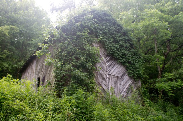 An old barn on our road (we have lots of old barns.  I think there's a county ordinance against tearing them down).