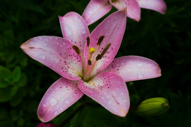 You know I can't pass up flowers after the rain....