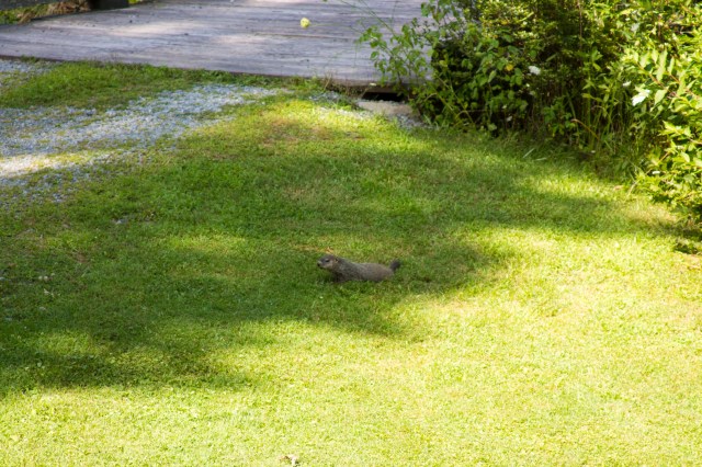 We have a groundhog/woodchuck/fat rodent family under the bridge in our driveway.  I think they're cute!